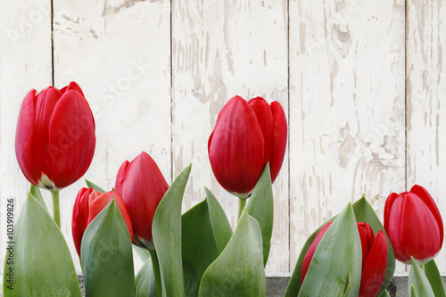 red tulips isolated on white wooden planks