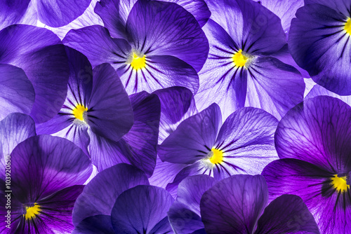pansy flower close up - flower background photo