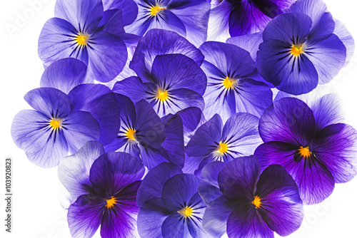 pansy flower close up - flower background © Vera Kuttelvaserova