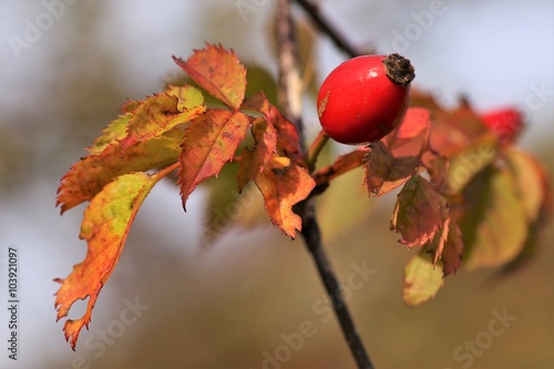 rosa canina  photo