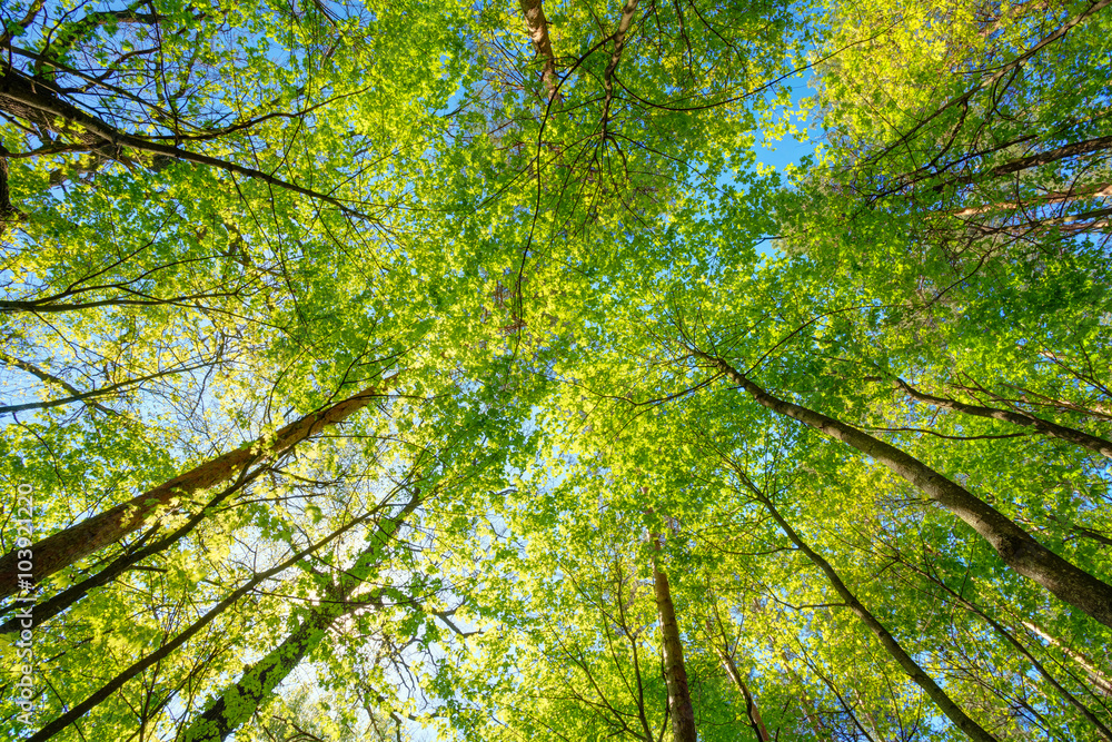 Spring Sun Shining Through Canopy Of Tall Trees Woods. Sunlight Spring Sun Shining Through Canopy Of Tall Trees Woods. Sunlight