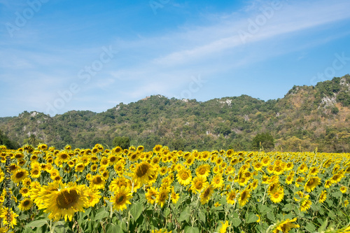 sunflowers farm