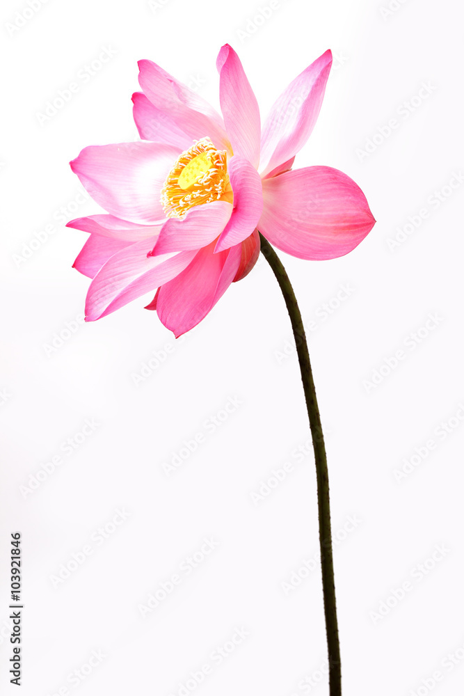 blooming lotus flower isolated on white background. blooming lotus flower isolated on white background.