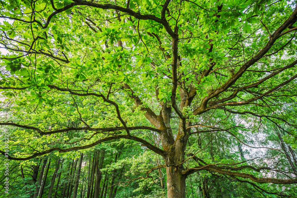 Canopy Of Tall Oak Tree. Sunny Deciduous Forest Canopy Of Tall Oak Tree. Sunny Deciduous Forest