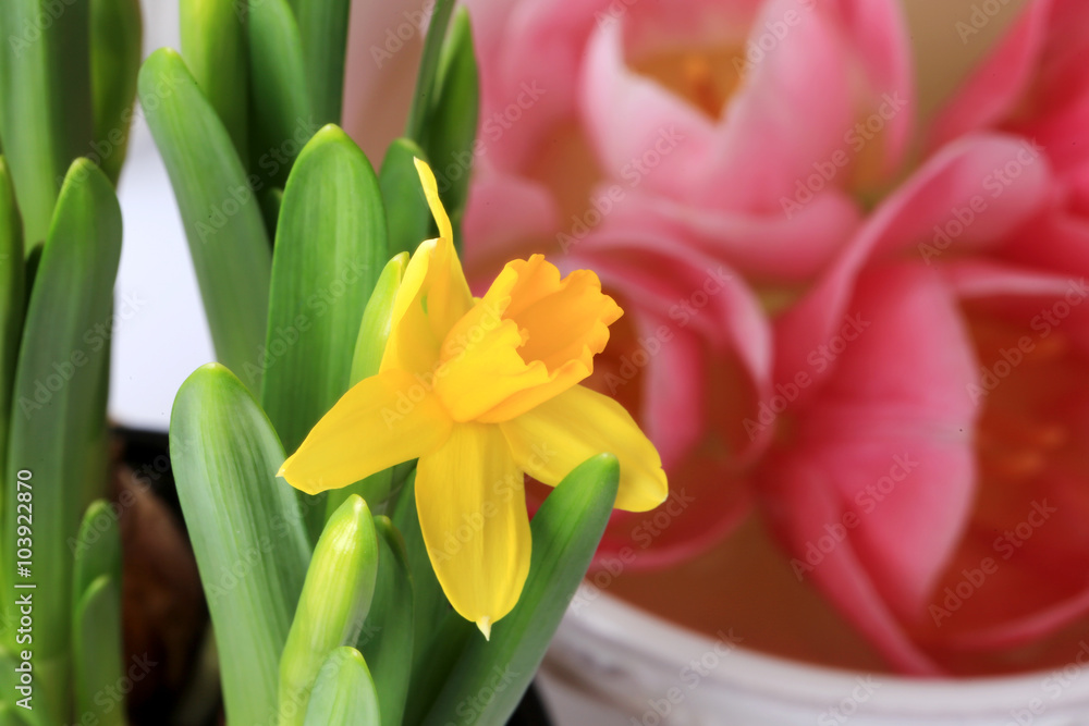 Spring daffodils decoration delicate background selective soft focus Spring daffodils decoration delicate background selective soft focus
