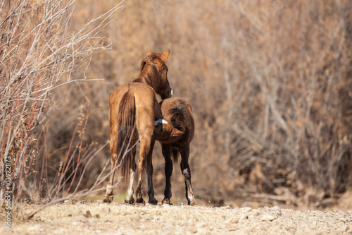 Wild Horse Mare and Foal Nursing © natureguy
