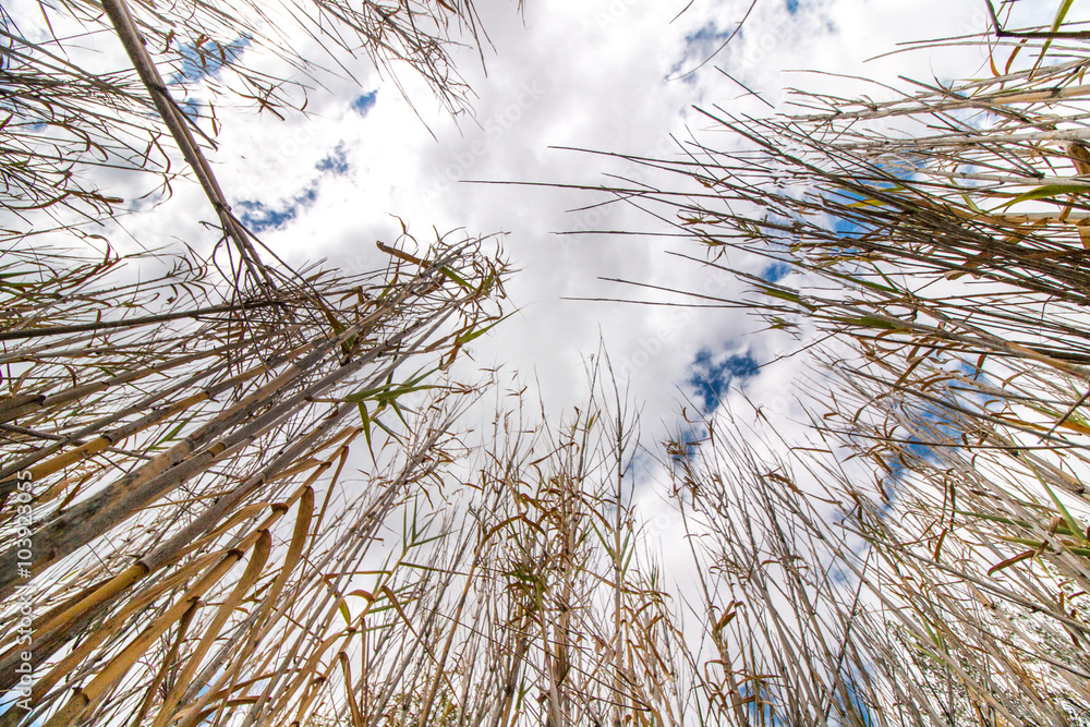 Low perspective view towards the sky of dry bamboo plants. Low perspective view towards the sky of dry bamboo plants.
