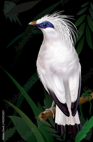 Bali Myna Leucopsar rothschildi