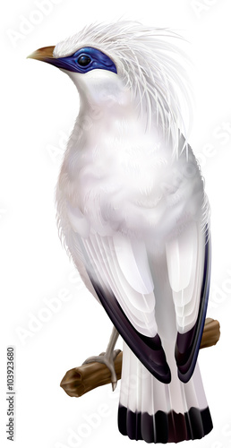 Bali Myna Leucopsar rothschildi rare endemic bird and faunal emblem of Bali. vector illustration