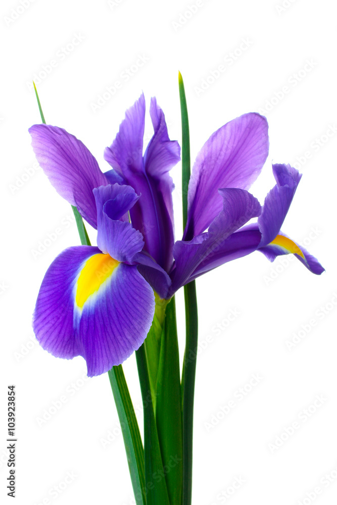 iris bouquet of fresh flowers isolated on white background