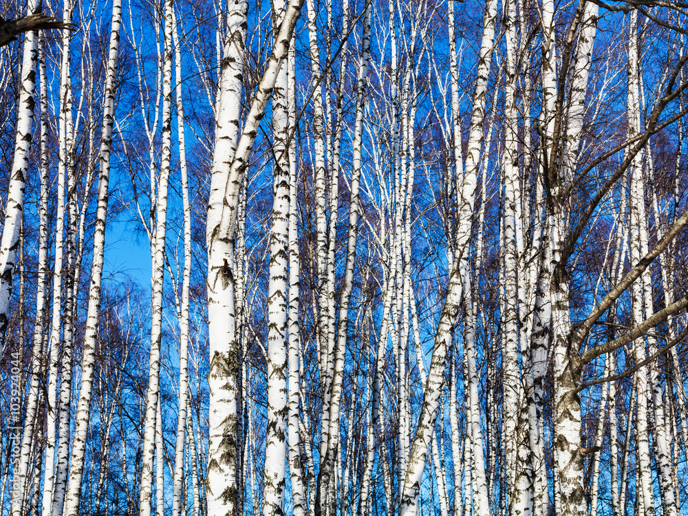 white birch trees and blue sky
