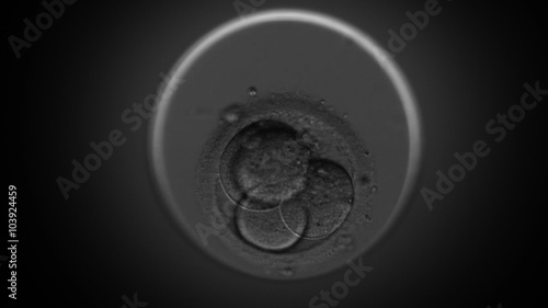 Blastocyst formation (human egg fertility cell division) time lapse under microscope photo