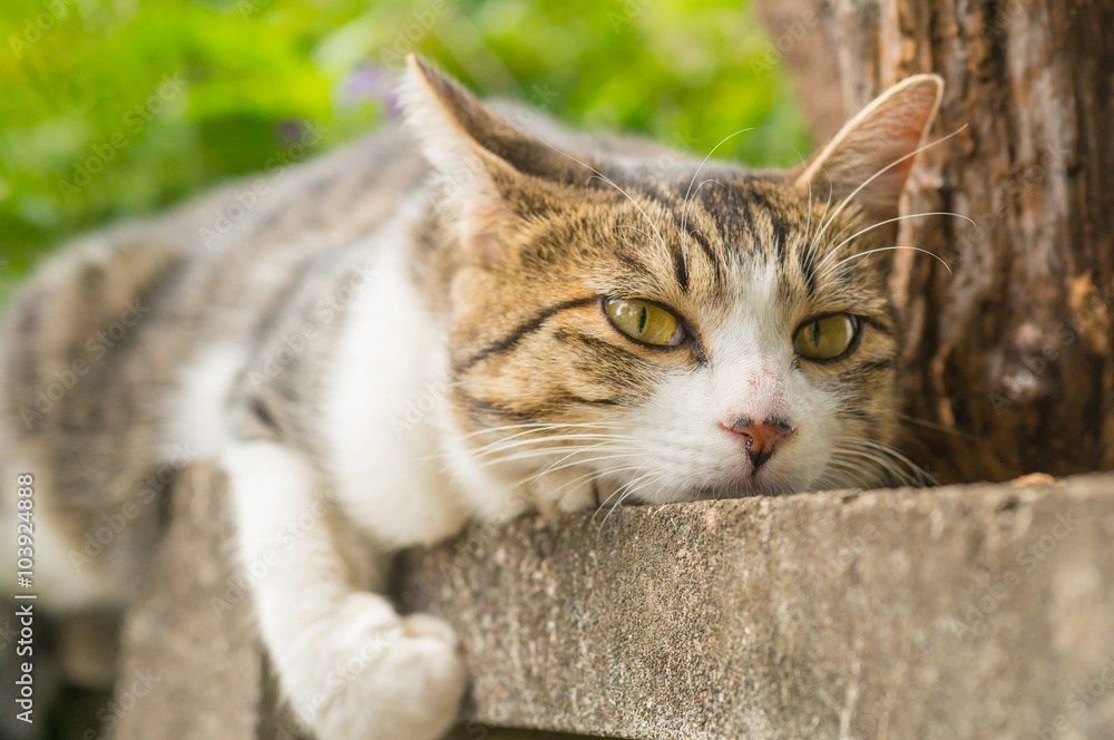 Fototapeta premium cat