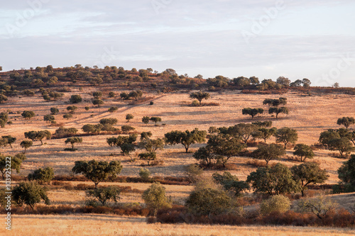 Dry landscape of Alentejo region.