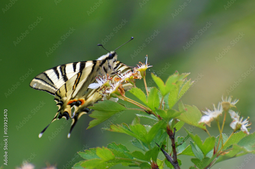 Iphiclides podalirius, Scarce swallowtail Iphiclides podalirius, Scarce swallowtail