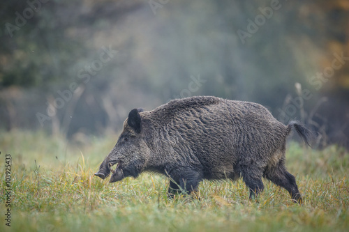 Wild boar, male, in autumn meadow
