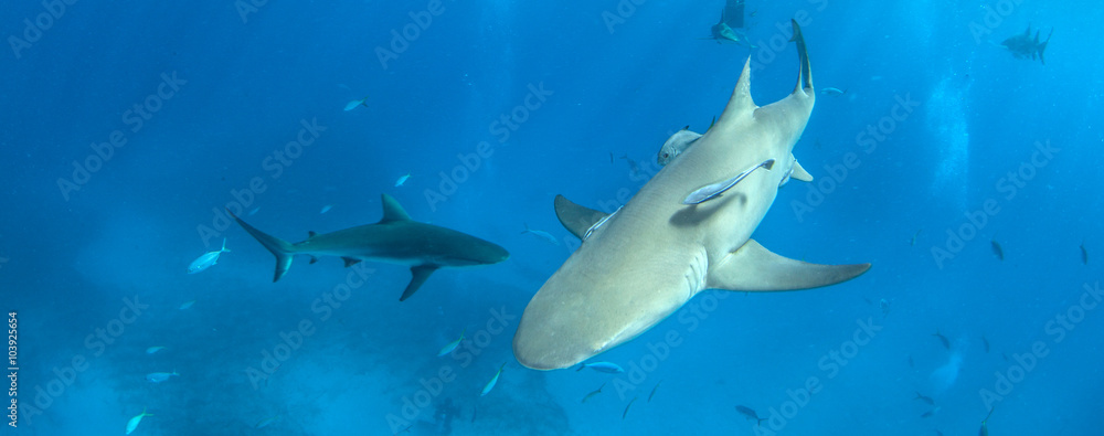Caribbean reef shark Caribbean reef shark