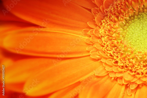 Fiore arancione margherita photo