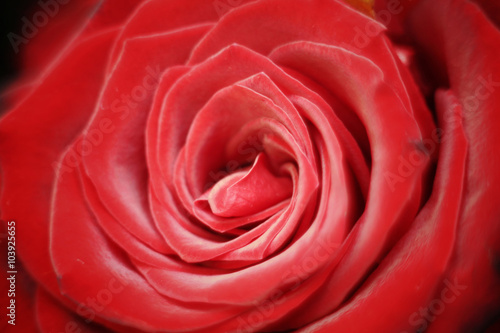 Rosa rossa vellutata su fondo nero