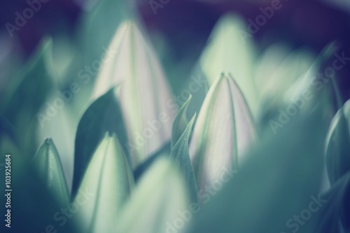Fototapeta Naklejka Na Ścianę i Meble -  tulipano chiuso colore tenue