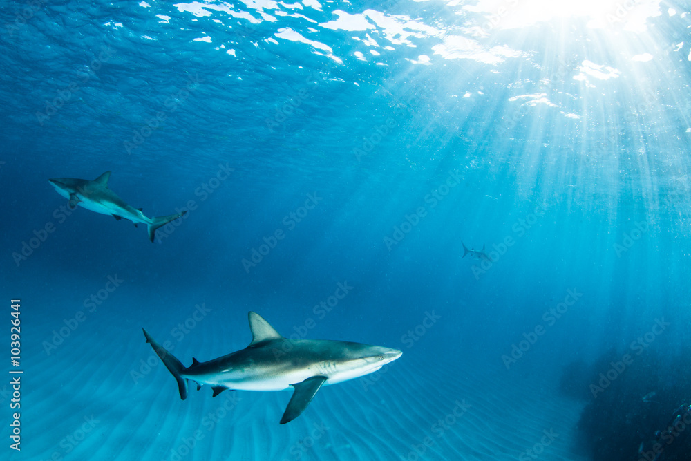 Naklejka premium Caribbean reef shark