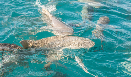 Lemon shark © Michael Bogner