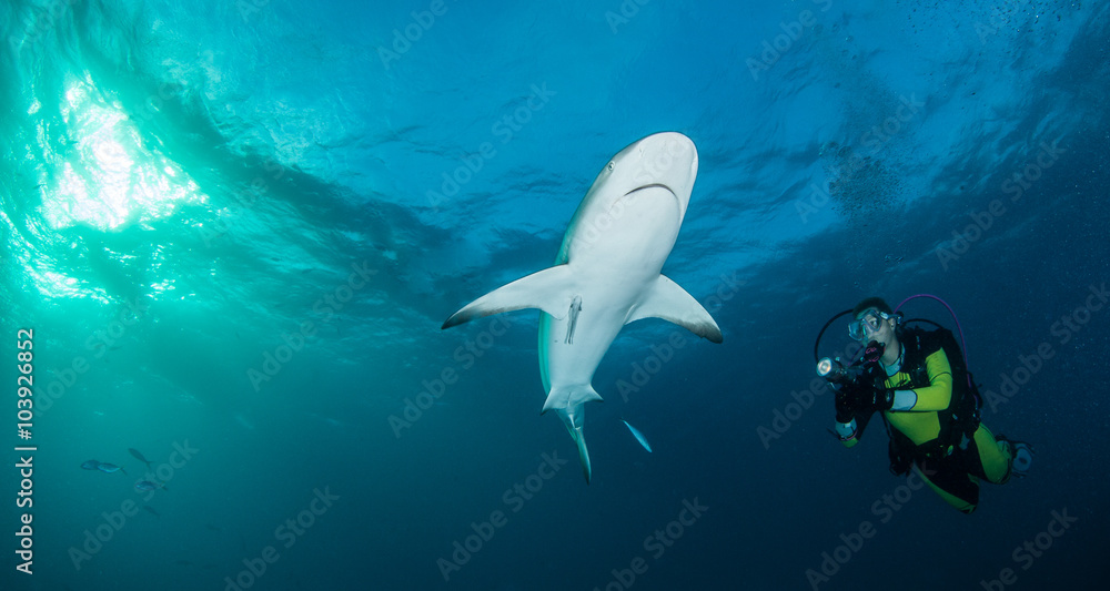 Fototapeta premium Caribbean reef shark