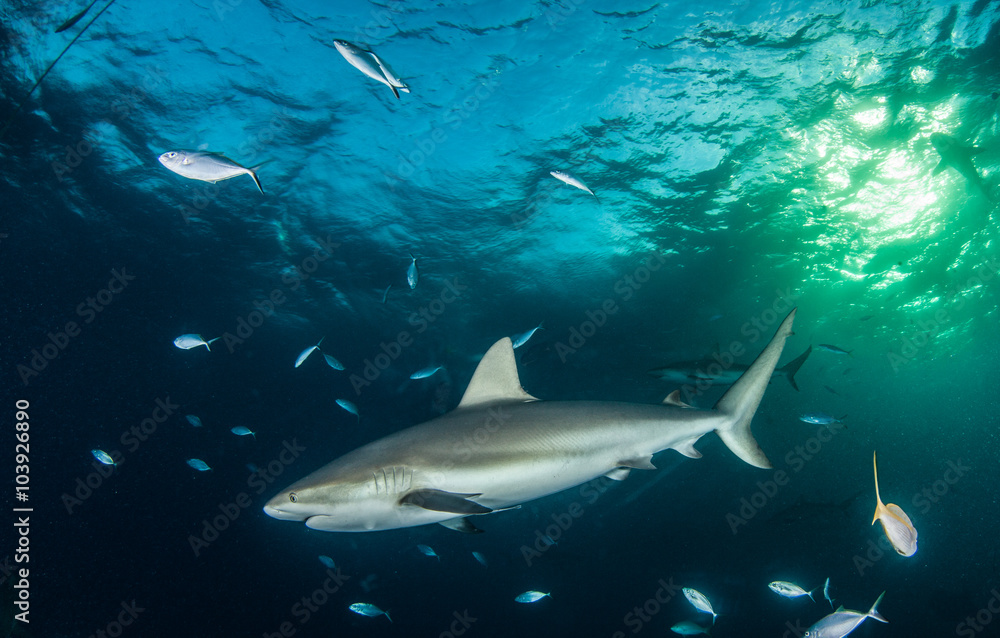 Obraz premium Caribbean reef shark