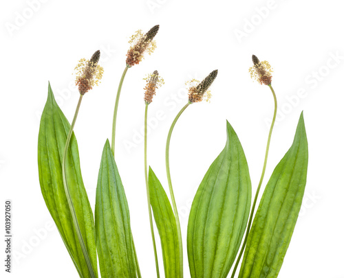 Foto ribwort