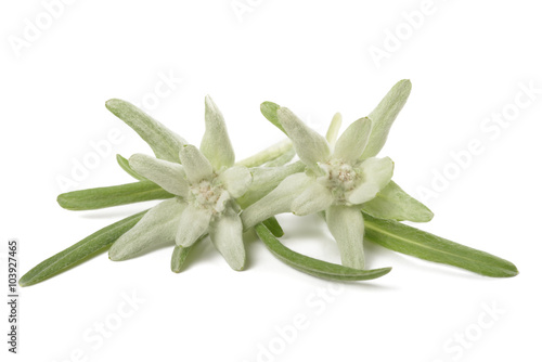 Tableau sur toile edelweiss