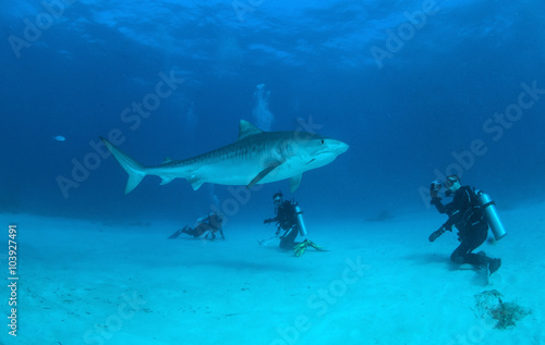 Tiger shark © Michael Bogner