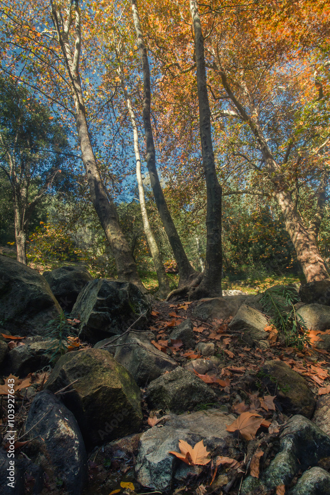 Beautiful forest mountain region of Monchique, Portugal Beautiful forest mountain region of Monchique, Portugal