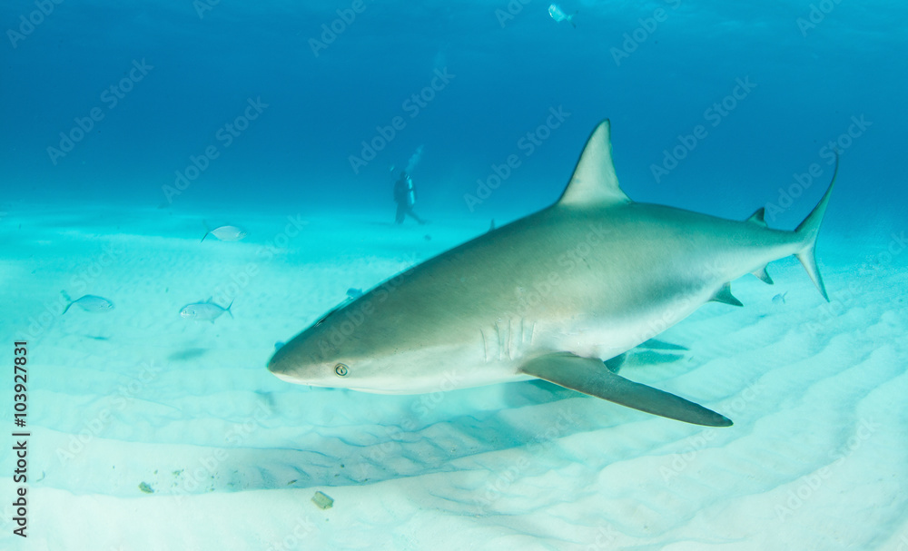 Naklejka premium Caribbean reef shark