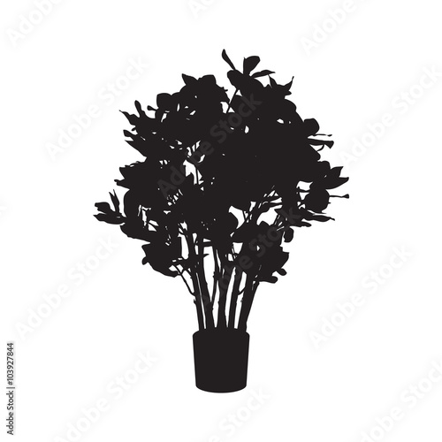 Office and house plant Ficus silhouette