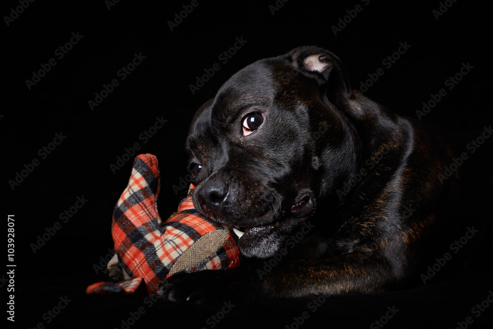 A Young Staffordshire Bull Terrier with a Toy A Young Staffordshire Bull Terrier with a Toy