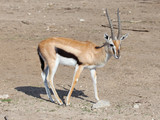  Thomson's gazelle