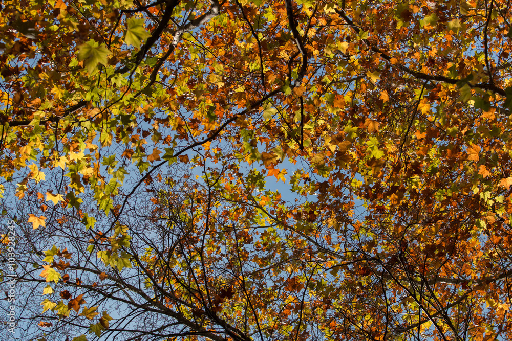 Beautiful autumn forest in Monchique region, Portugal Beautiful autumn forest in Monchique region, Portugal