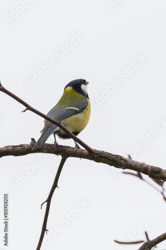 Close up view of great tit (Parus major) © Peter Stein