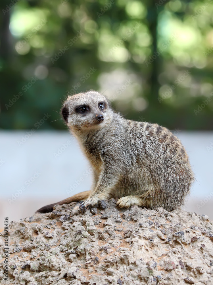 Fototapeta premium Suricate or Meerkat sitting on the stone
