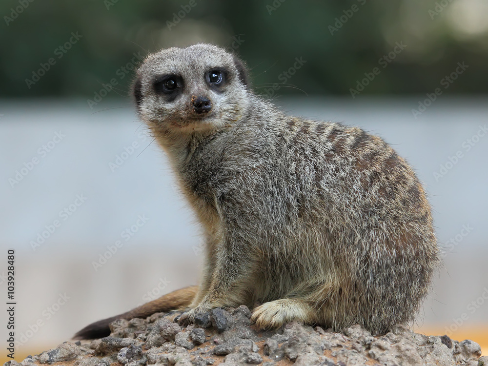 Suricate or Meerkat sitting on the stone Suricate or Meerkat sitting on the stone