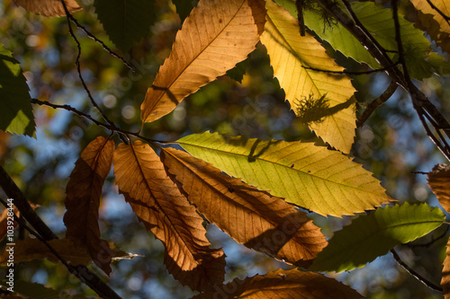 Beautiful view of chestnut tree leaves.