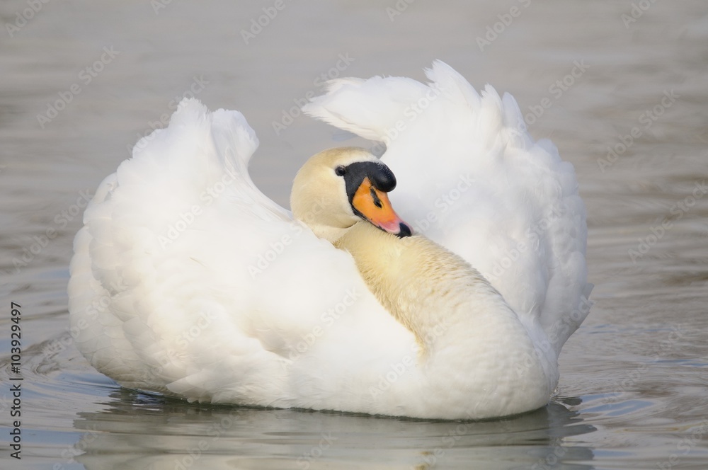 Obraz premium A beautiful mute swan in water (Cygnus olor)