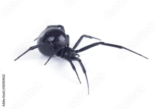 Photo North American black widows spider, side view. Isolated on white