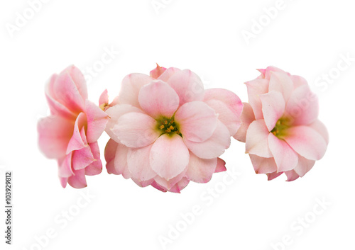 small pink flowers isolated