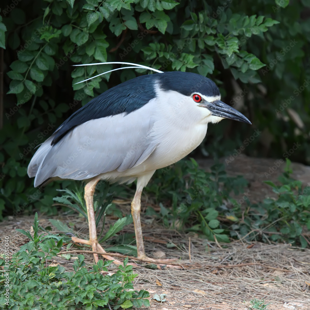 Fototapeta premium nycticorax