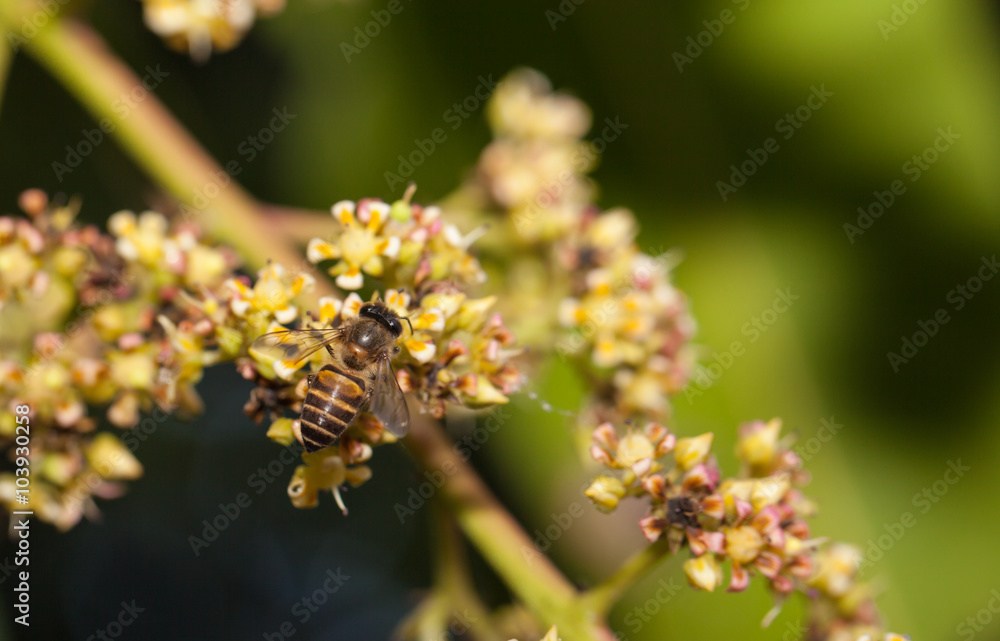 Bee collecting nectar from flower and insect pollinator in the nature