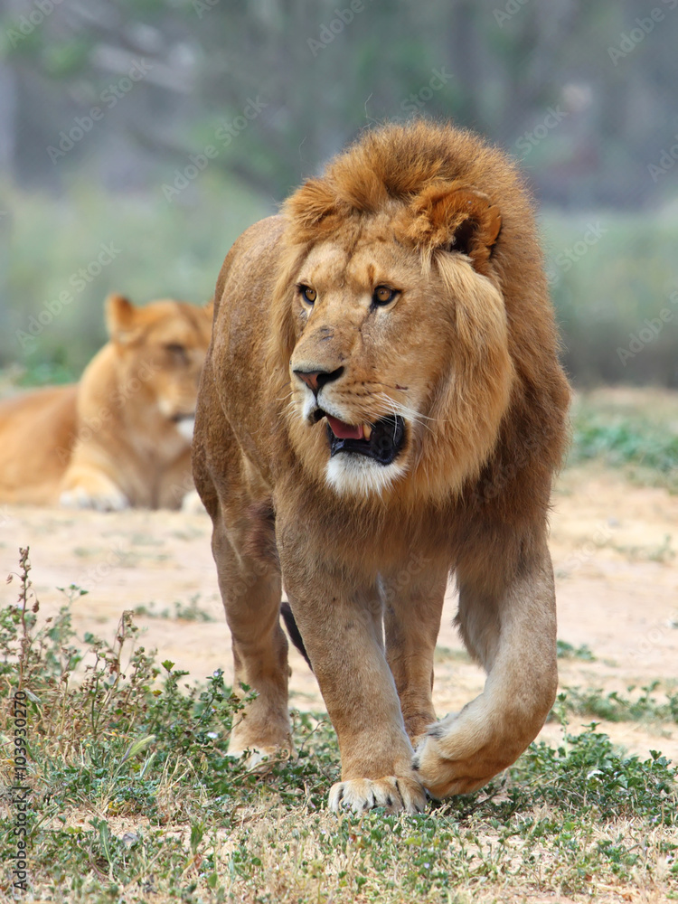 Close Up picture of a male lion on the grass Close Up picture of a male lion on the grass