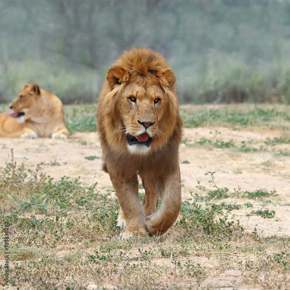 Close Up picture of a male lion on the grass Close Up picture of a male lion on the grass
