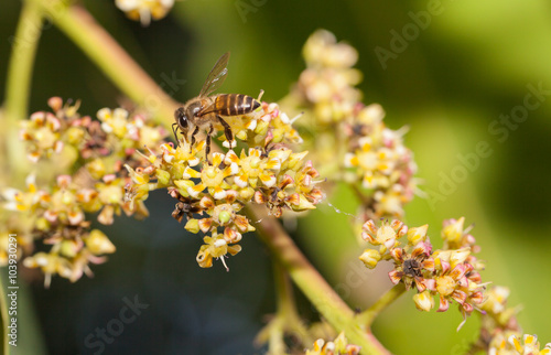 Bee collecting nectar from flower and insect pollinator in the nature © lirtlon