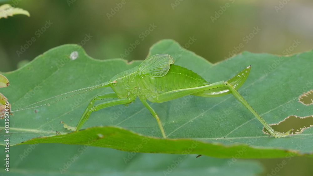 4K Common True Katydid (Pterophylla camellifolia) Nymph 1 4K Common True Katydid (Pterophylla camellifolia) Nymph 1